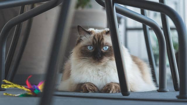 ilustrasi kucing