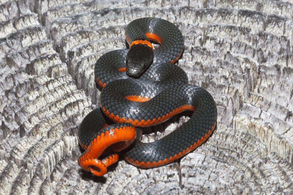 https://commons.wikimedia.org/wiki/File:Diadophis_punctatus1.jpg