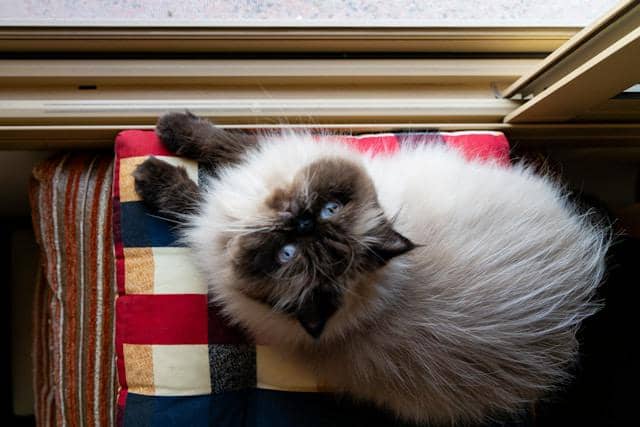6 Perbedaan Kucing Himalaya dan Kucing Ragdoll, Matanya Biru!