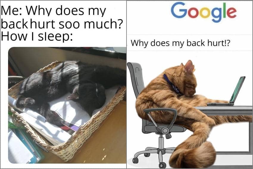 8 Meme Kucing tentang Sakit Punggung, Salah Tidur?