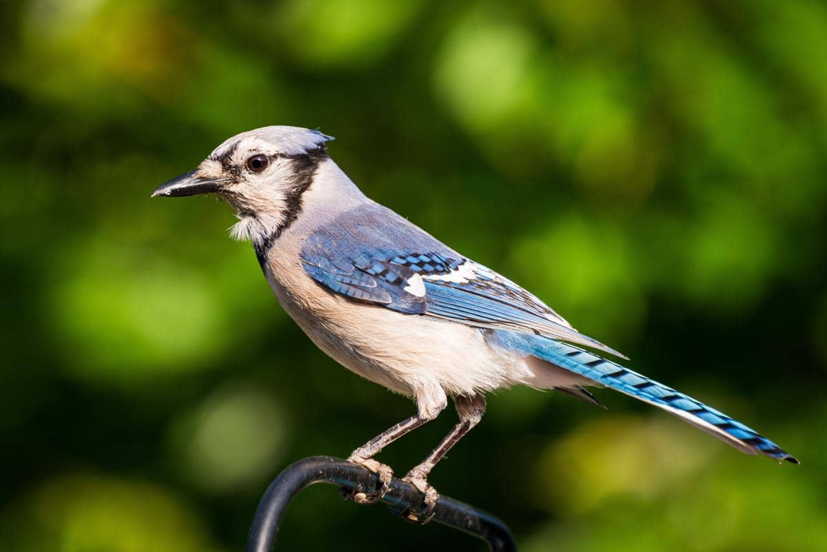 6 Fakta Menarik Blue Jay, Burung Cerdas yang Suka Mandi Semut