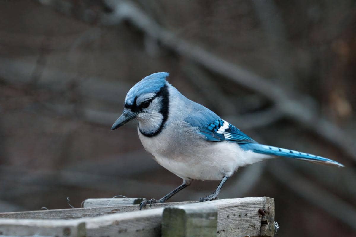 Burung blue jay