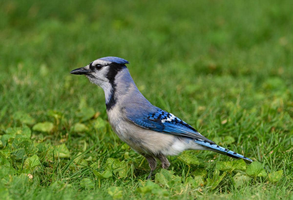 Burung blue jay