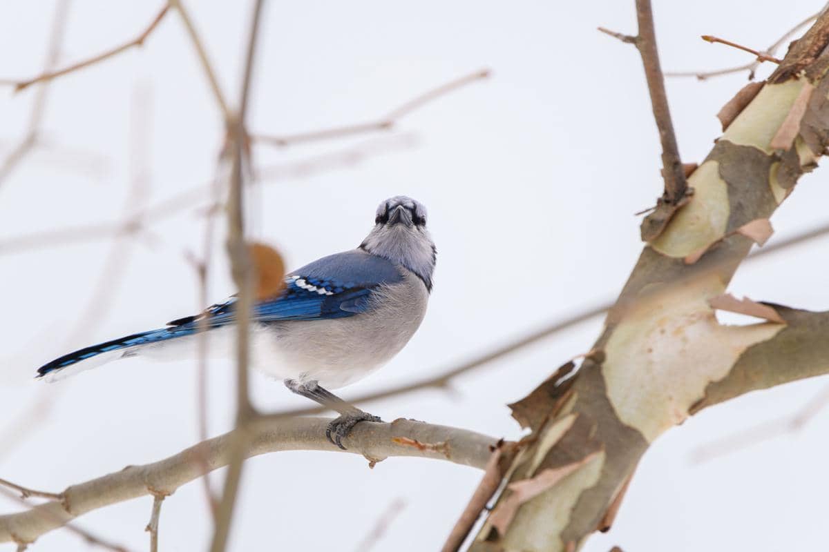 Burung blue jay