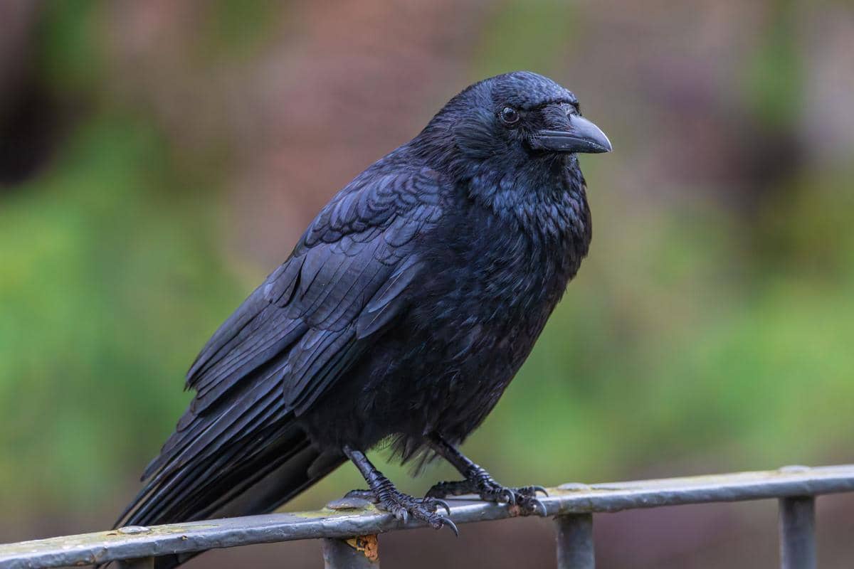 Burung Gagak