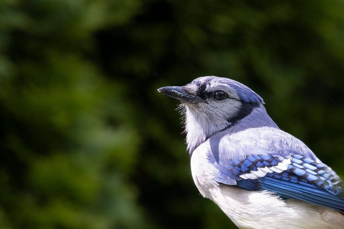Burung blue jay