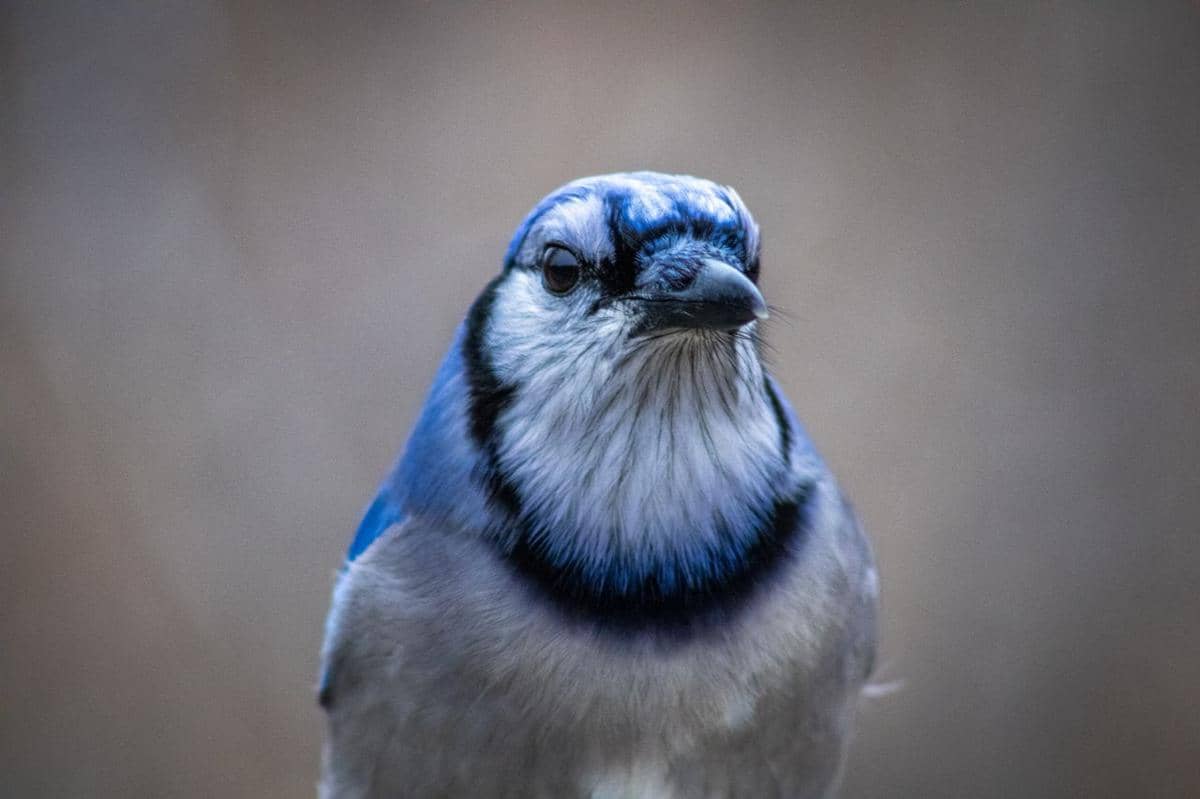 Burung blue jay