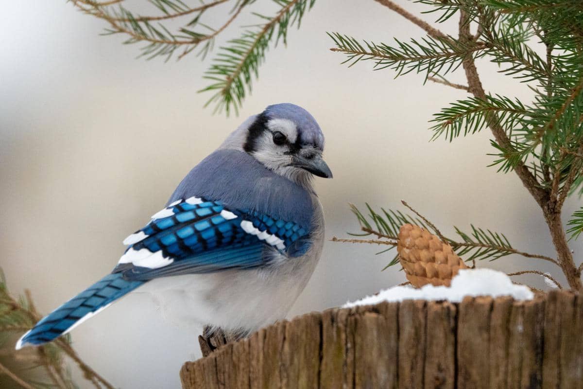 Burung blue jay