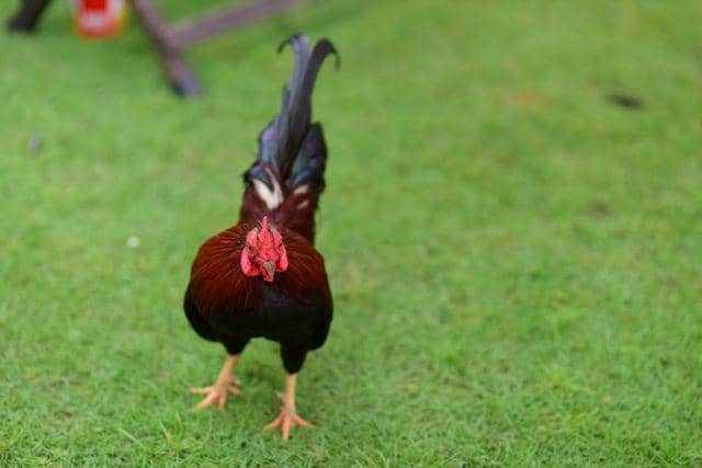 ilustrasi ayam