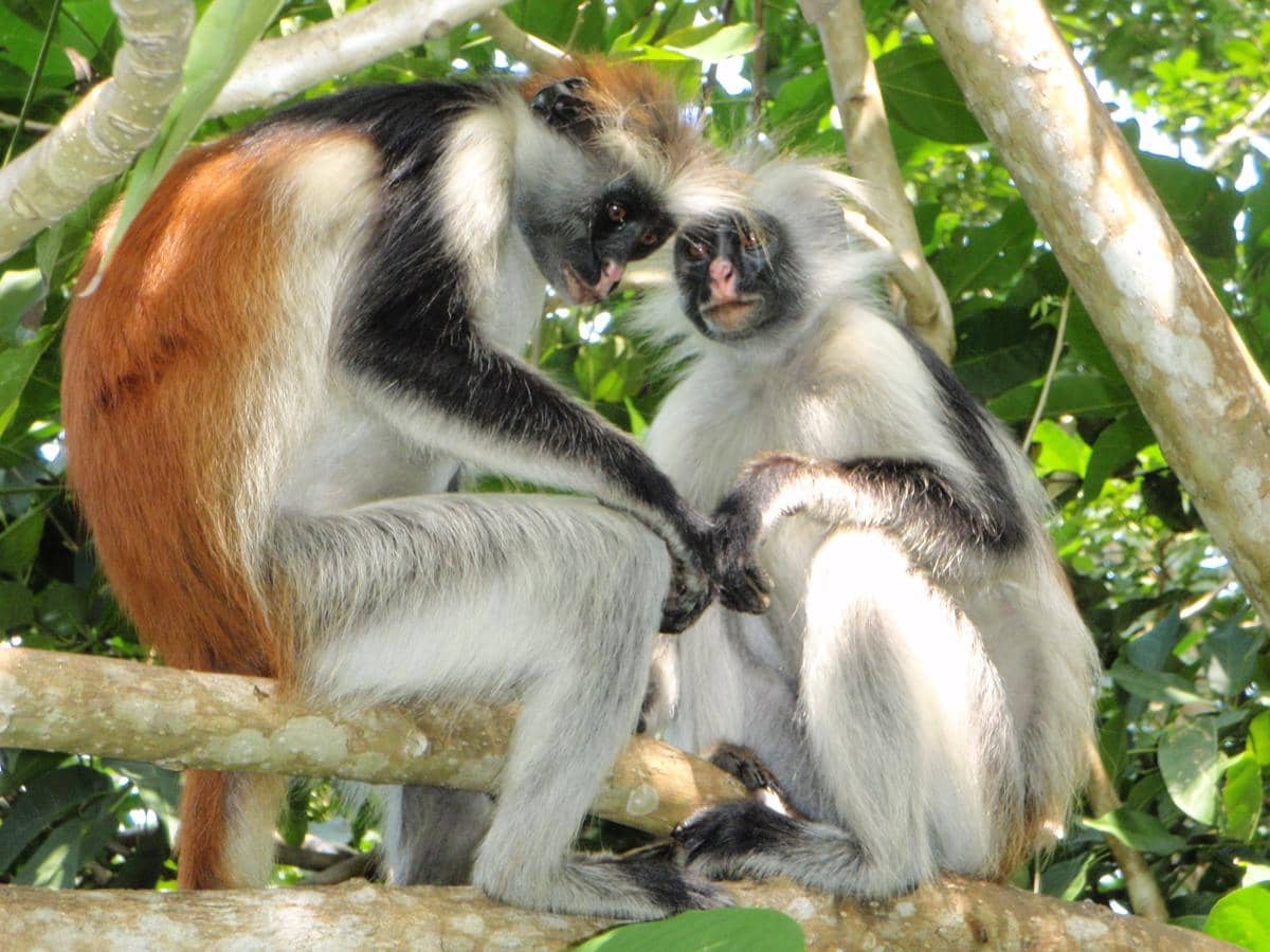 Colobus merah Zanzibar hanya dapat ditemukan di Pulau Unguja, Zanzibar.