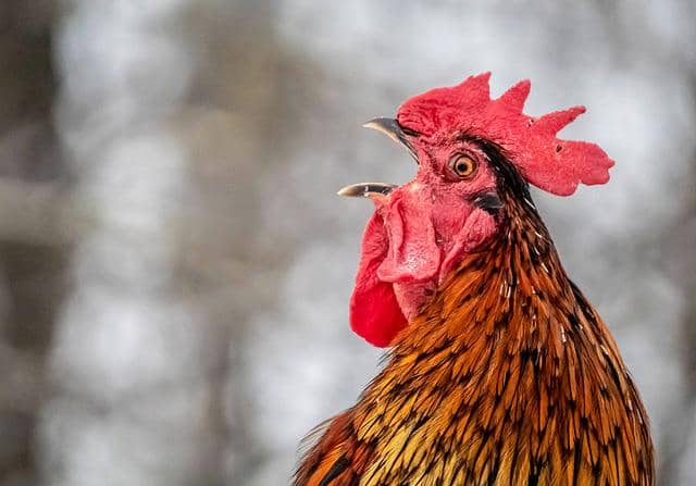 ilustrasi ayam