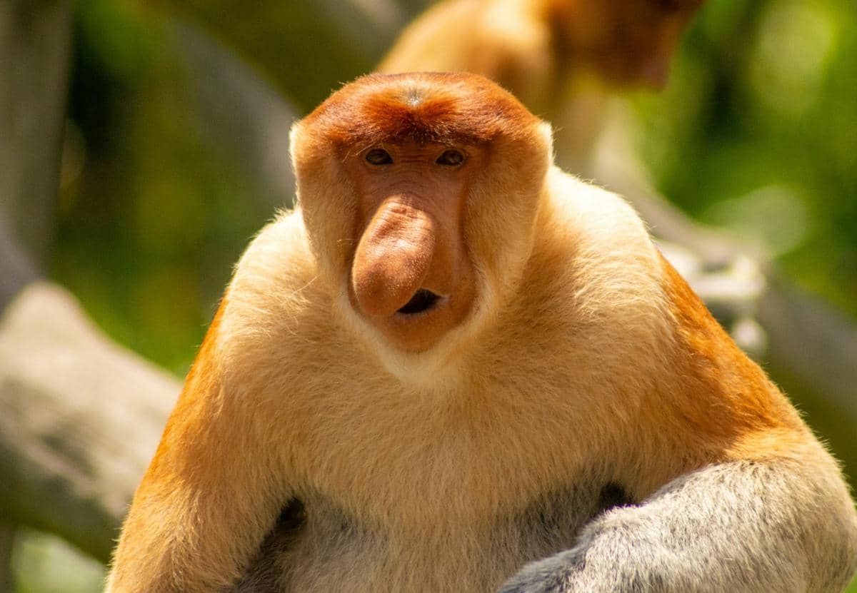 potret bekantan primata endemik Kalimantan (unsplash.com/Tim Morgan)