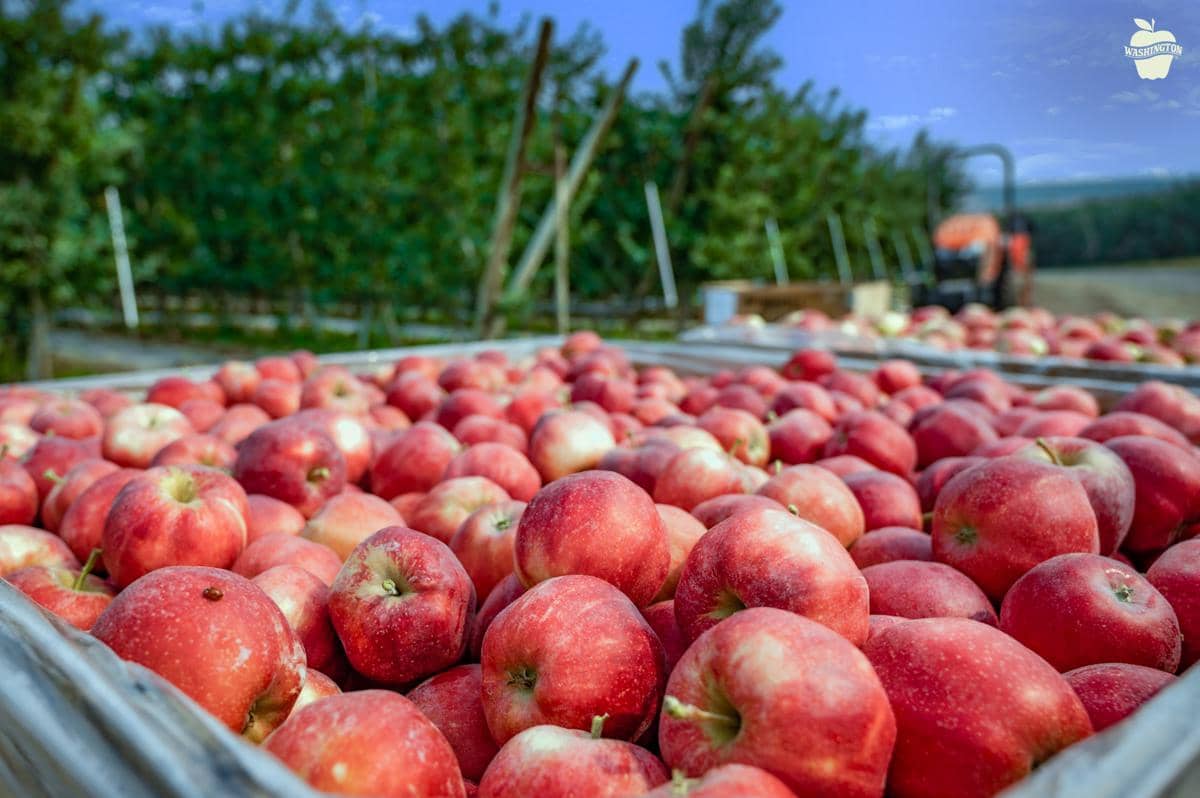 WACGalaHarvest.jpg.jpeg