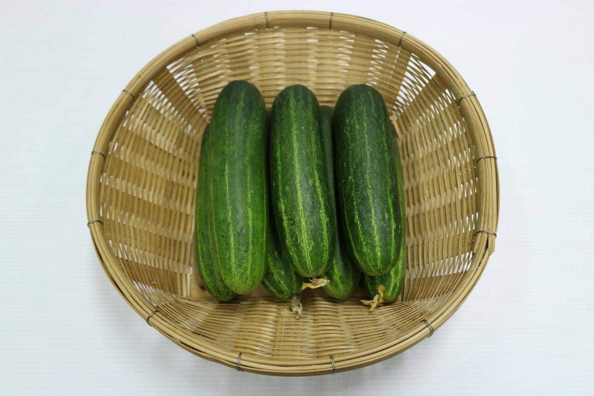 Beberapa buah mentimun segar berwarna hijau diletakkan di dalam keranjang anyaman bambu di atas permukaan putih.