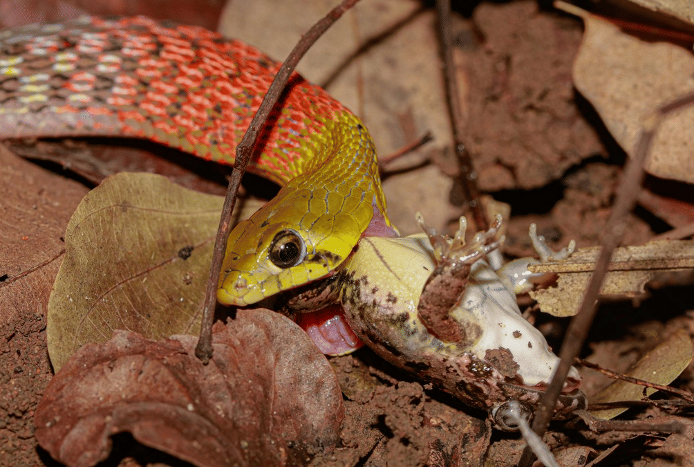 genus Rhabdophis