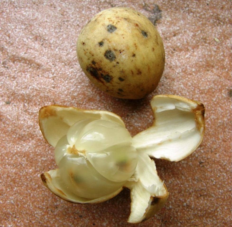 duku 