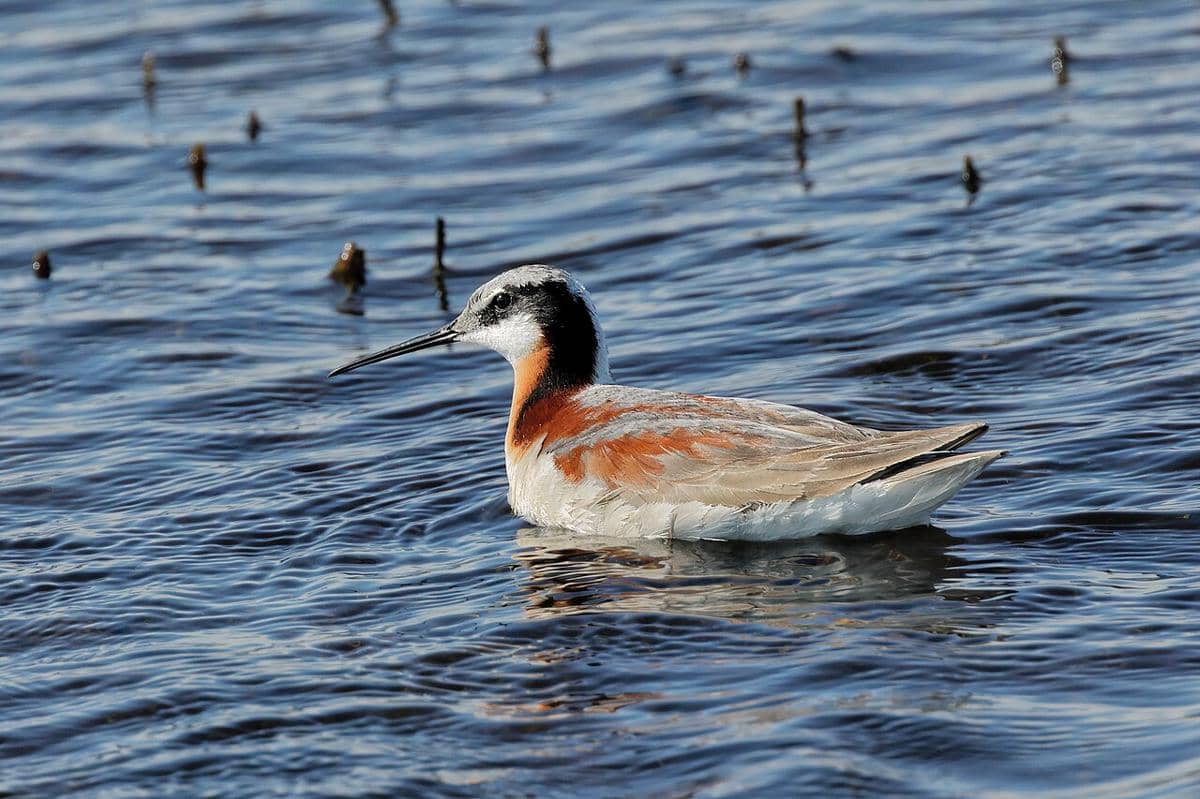 Wilson's Phalarope