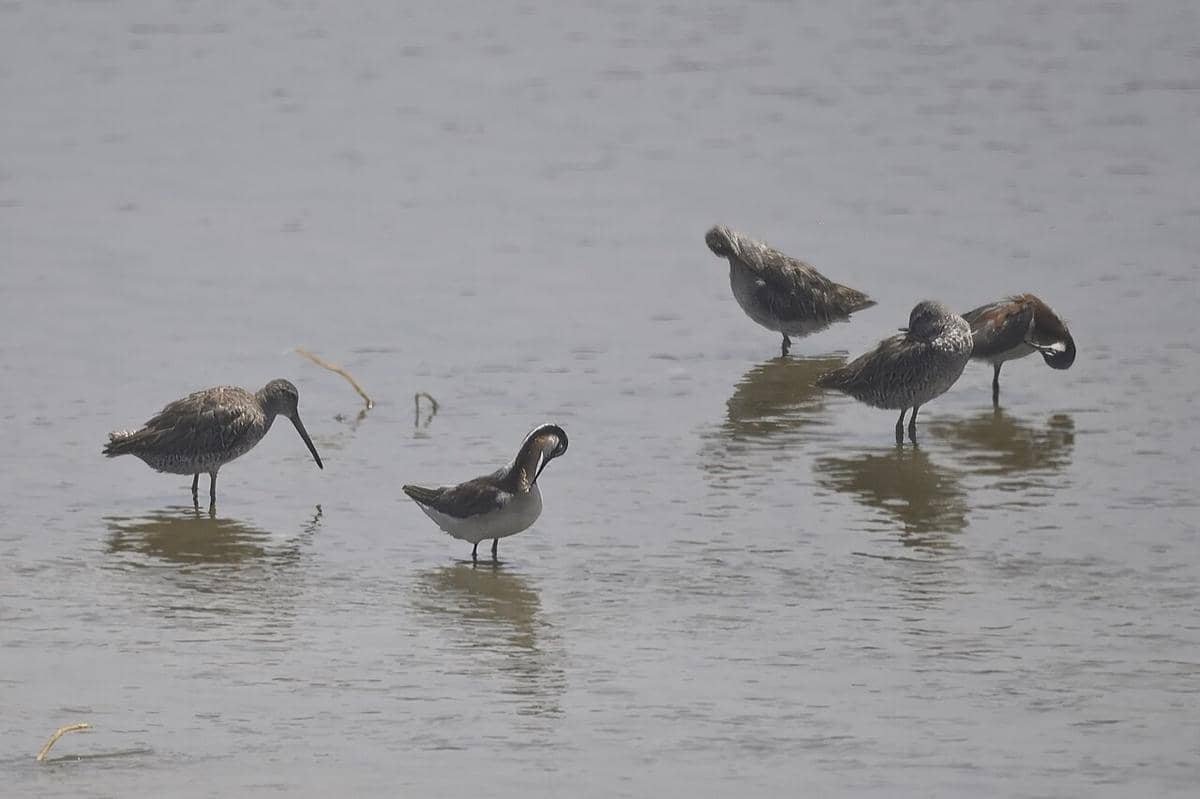 Wilson's Phalarope