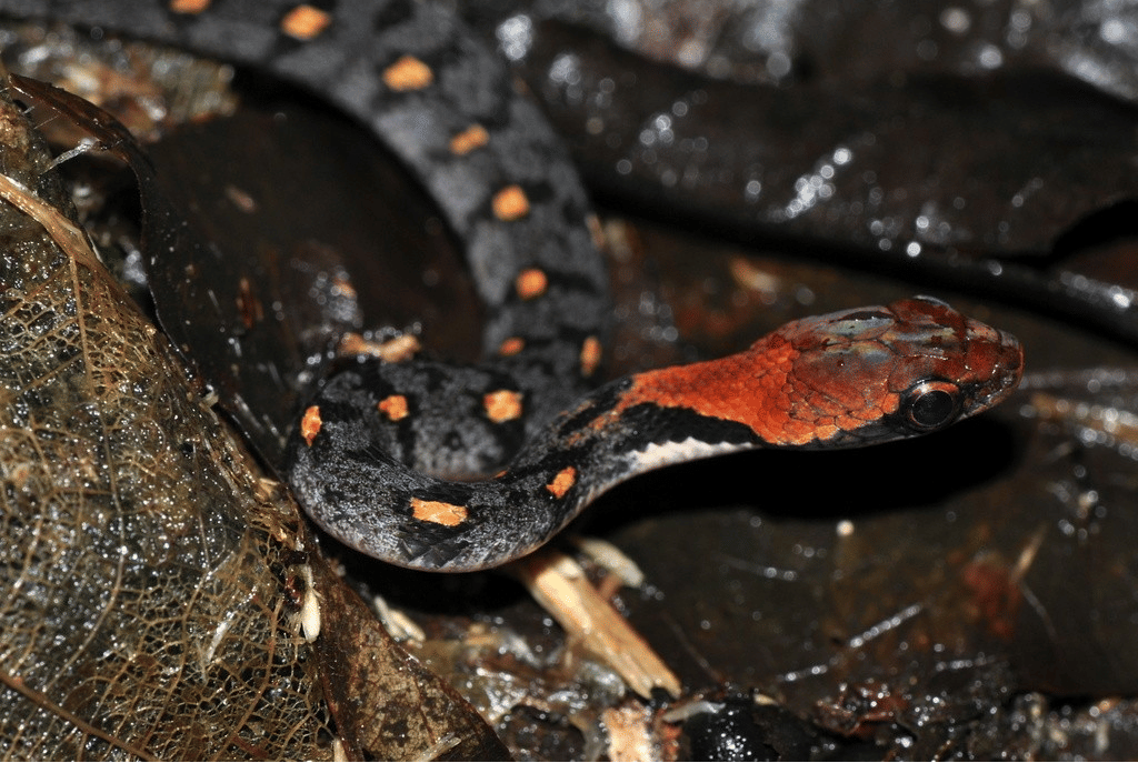 genus Rhabdophis