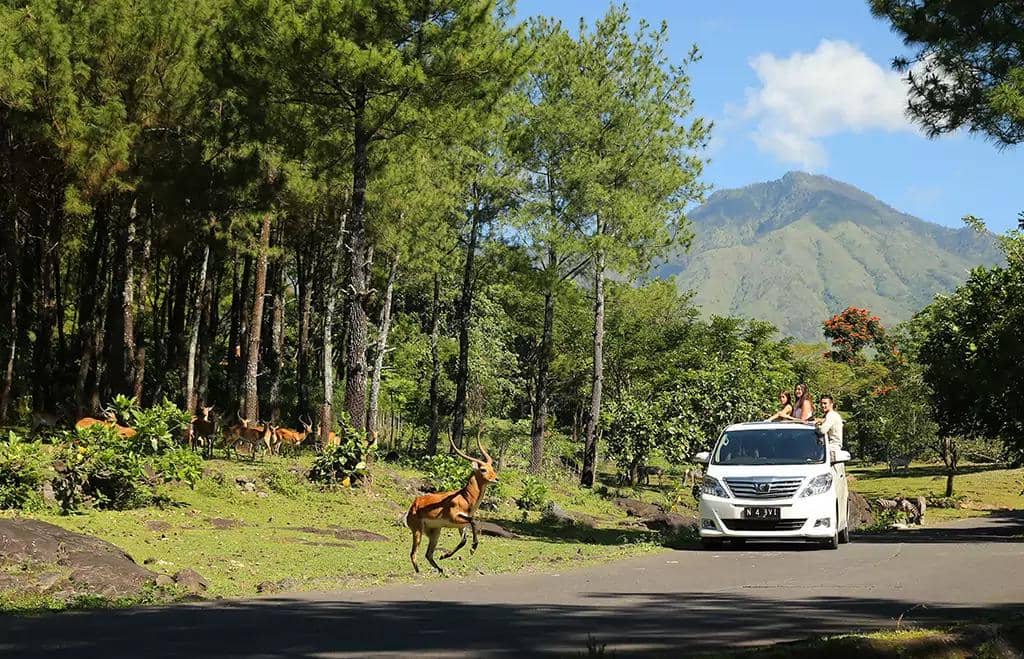Libur Sekolah? 5 Kebun Binatang di Jawa Timur Ini Wajib Dikunjungi!