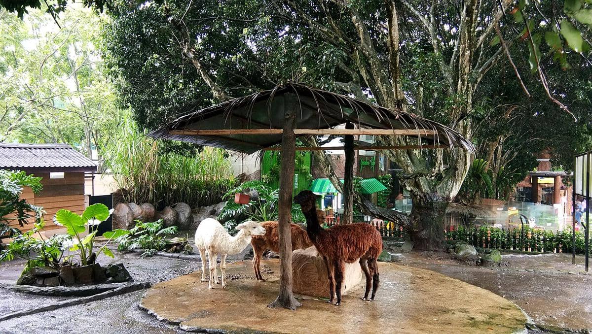 Alpaca di Batu Secret Zoo