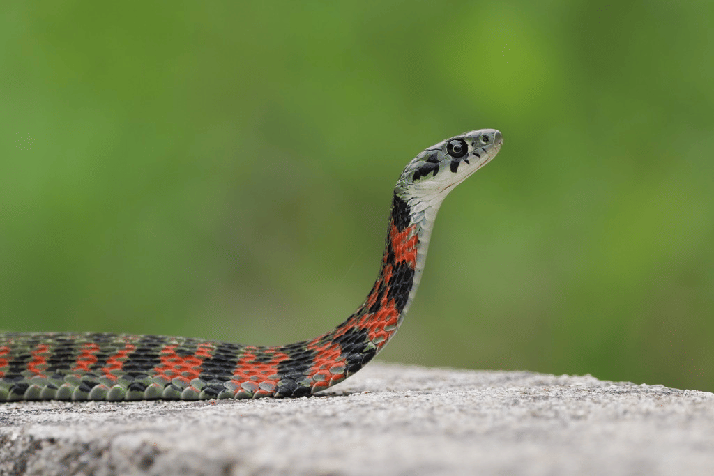 genus Rhabdophis