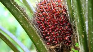 Kelapa Sawit