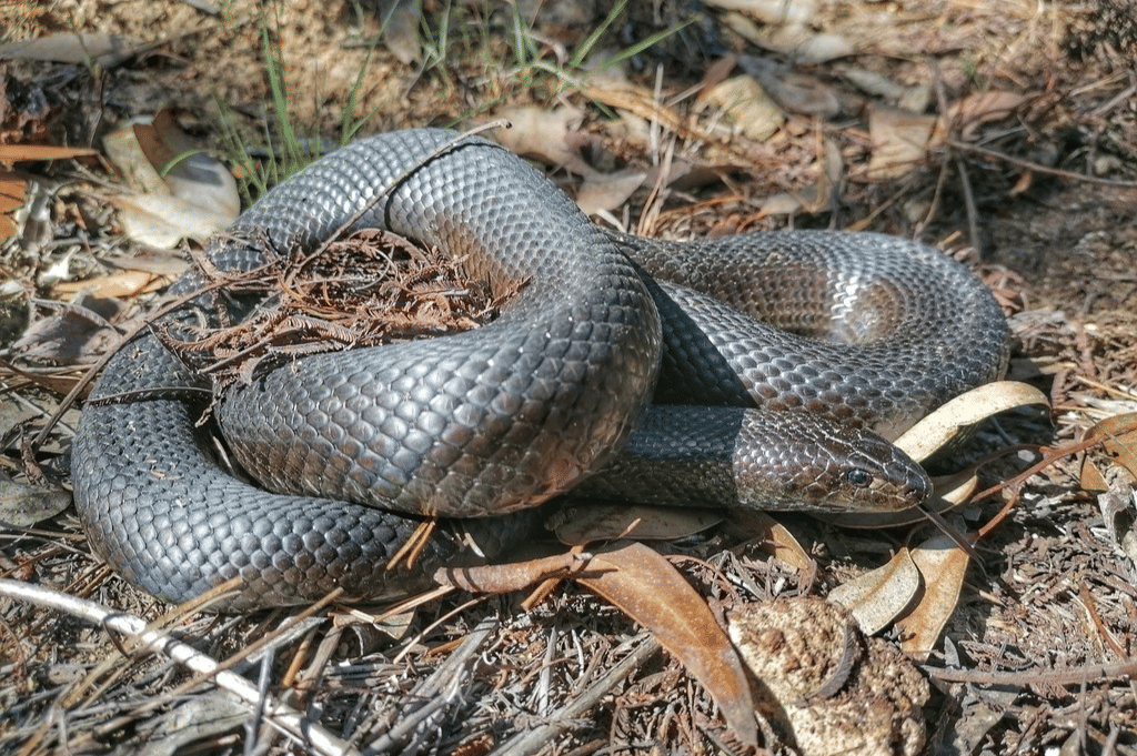 ular tikus tanah