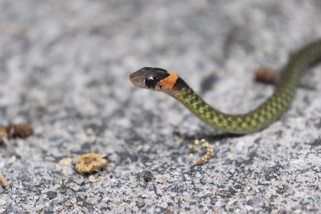 5 Fakta Ilmiah Genus Rhabdophis, Ular Beracun dari Asia