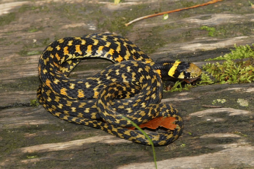 genus Rhabdophis