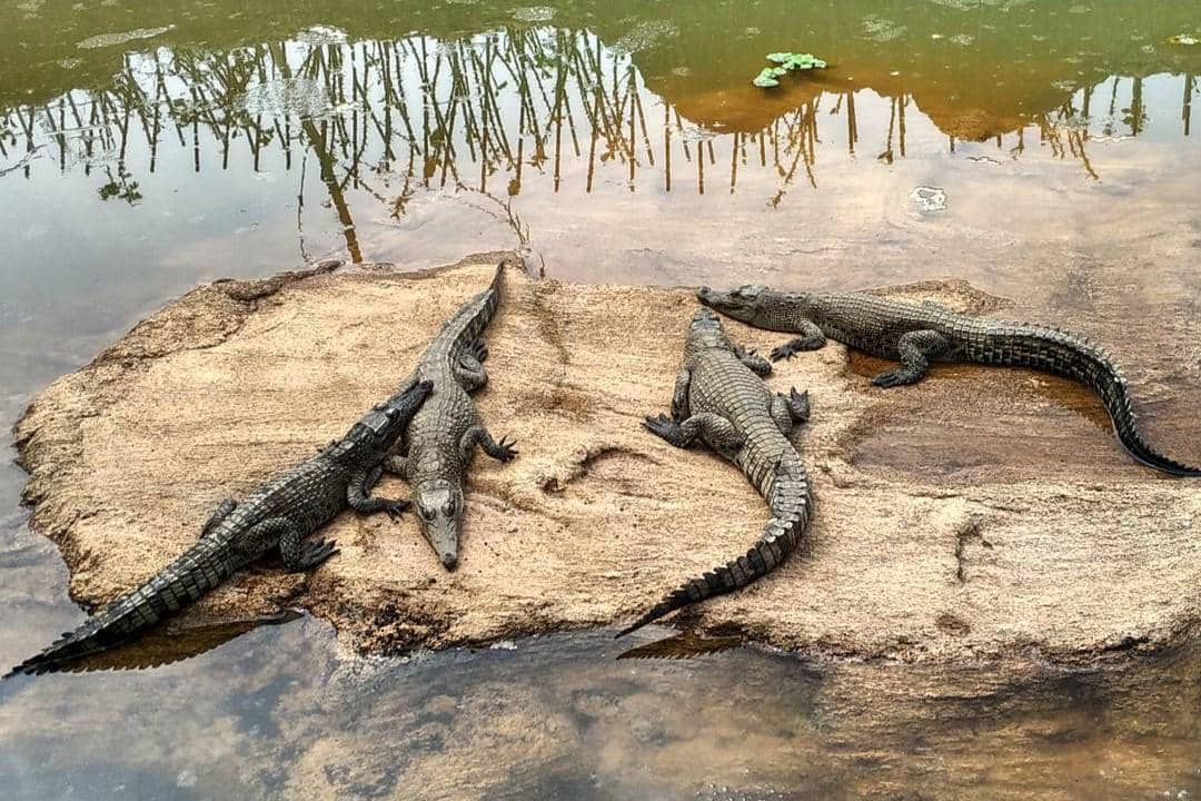 Buaya di Predator Fun Park