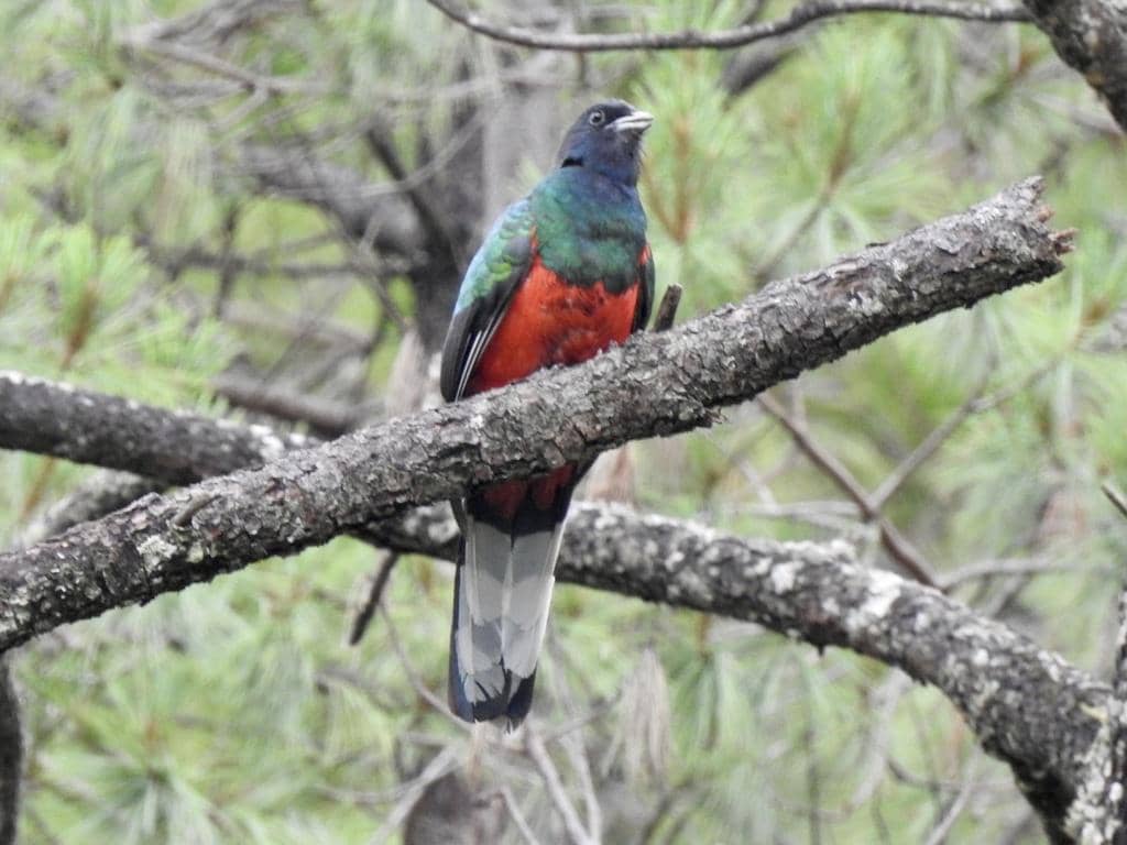 Burung Euptilotis neoxenus