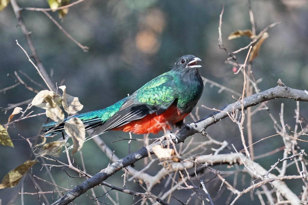 Burung Euptilotis neoxenus