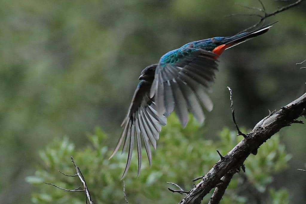Burung Euptilotis neoxenus