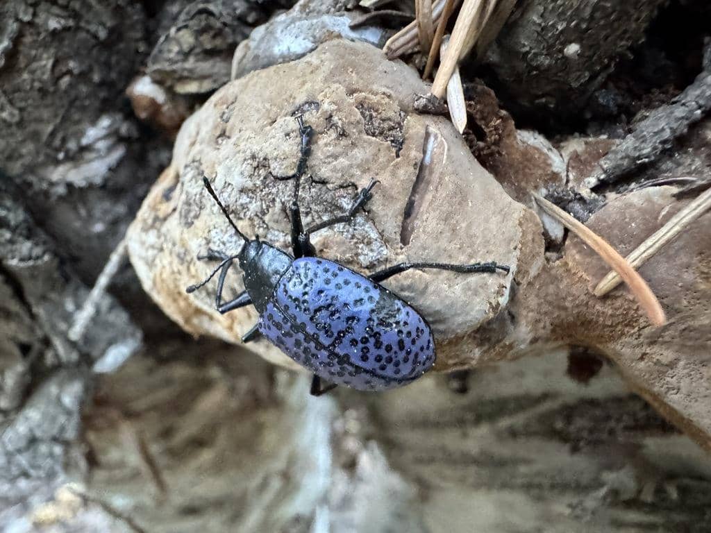 Kumbang Cypherotylus californicus