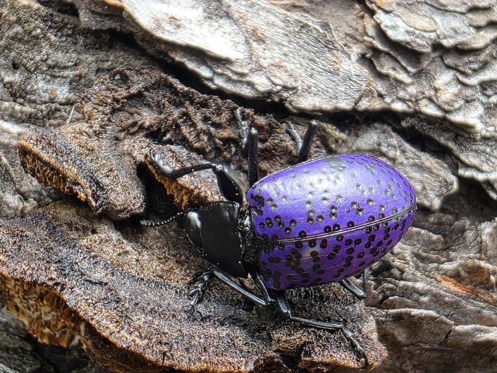 Kumbang Cypherotylus californicus