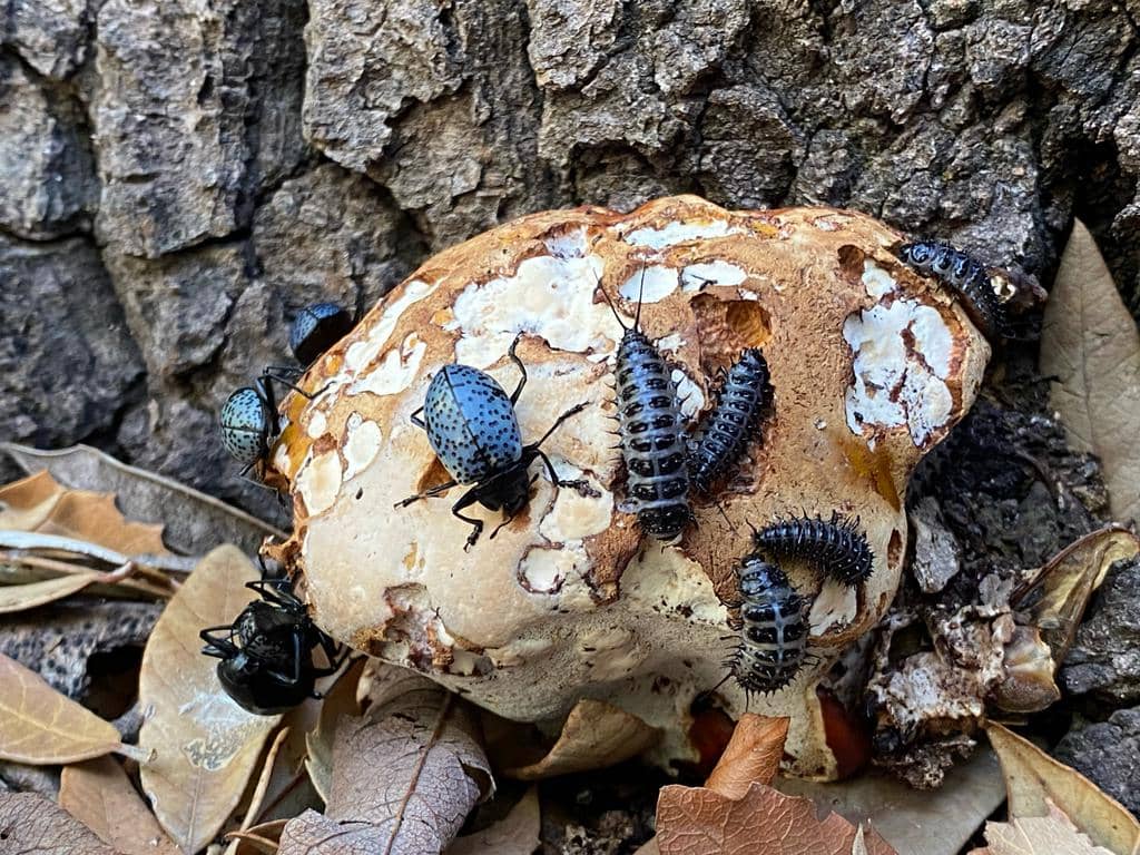 Kumbang dan Larva Cypherotylus californicus