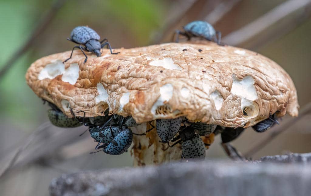 Kumbang Cypherotylus californicus