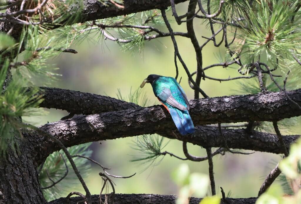 Burung Euptilotis neoxenus