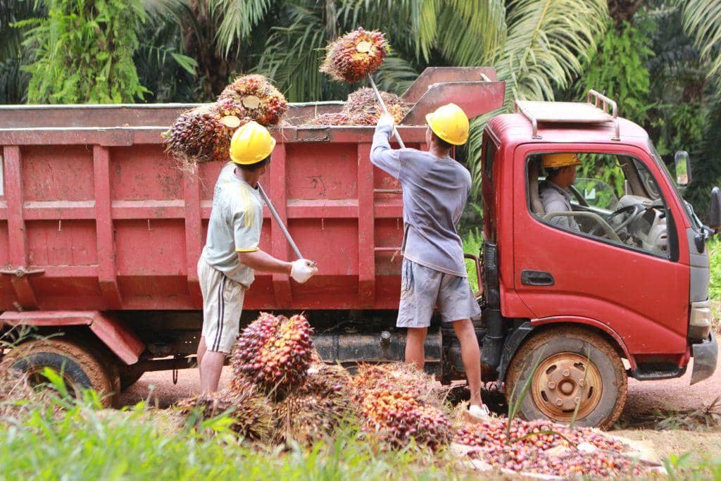 Pekerja mengangkut tandan buah segar kelapa sawit hasil panen di perkebunan Sumatera.