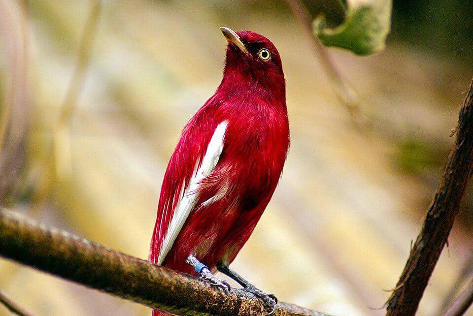 5 Fakta Pompadour Cotinga, Burung Amazon Berwarna Merah Anggur Unik