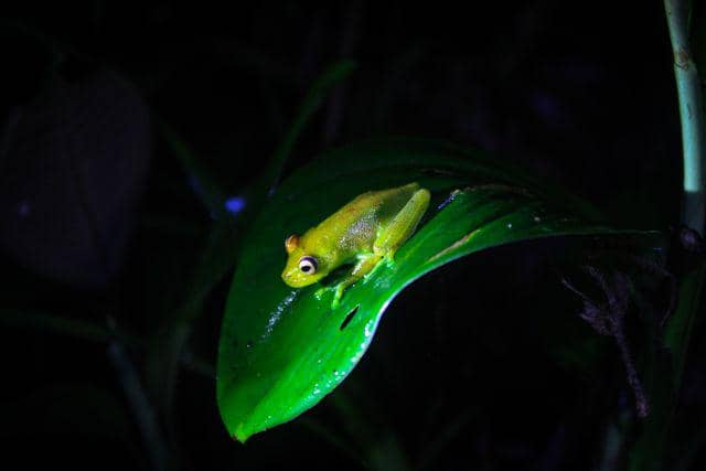 ilustrasi katak