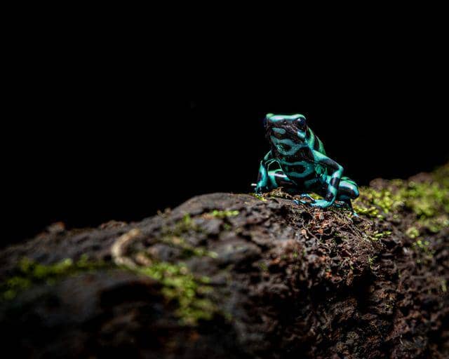 ilustrasi katak