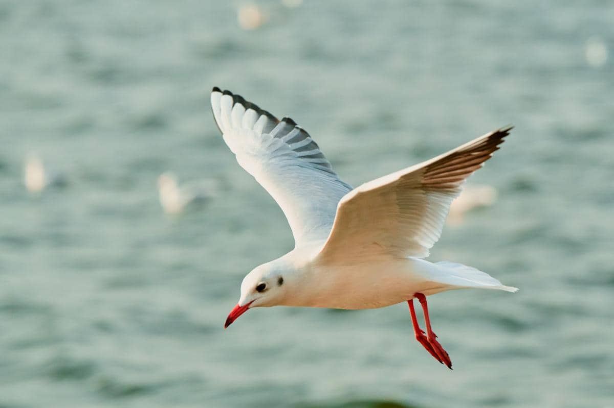 Bukan Cuma Gaya, Ini Alasan Mengapa Sayap Burung Bentuknya Berbeda