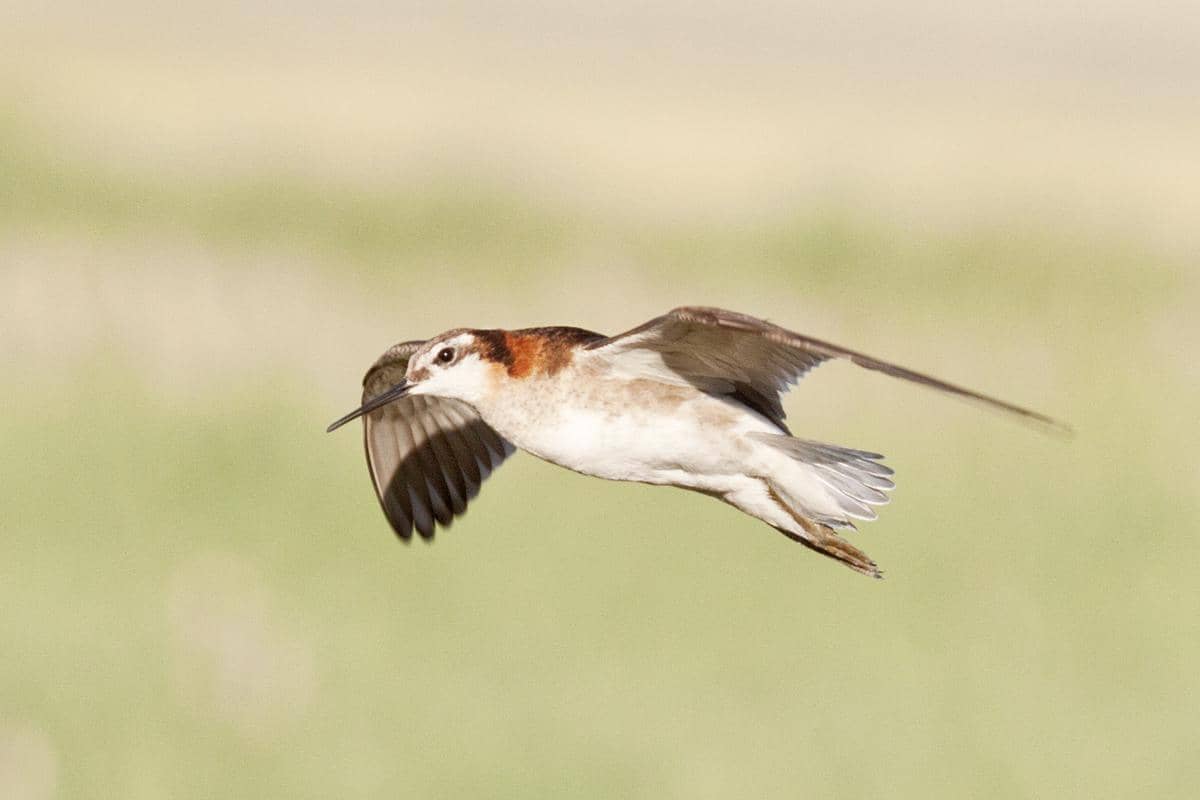 Wilson's Phalarope