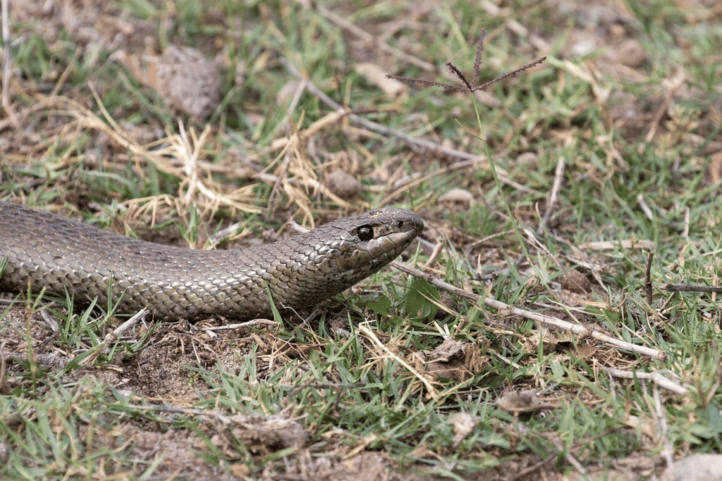ular tikus tanah