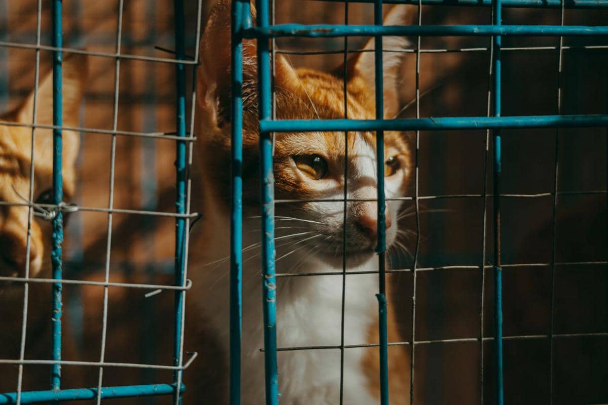 ilustrasi kucing dalam kandang