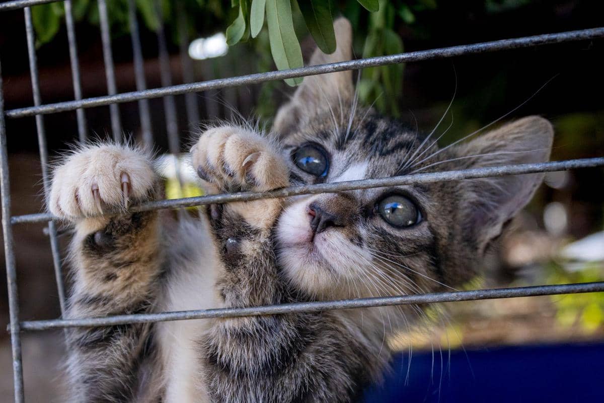 Polisi Vietnam Bongkar Sindikat Daging Kucing, 500 Ekor Diselamatkan