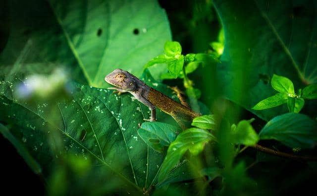 ilustrasi salamander