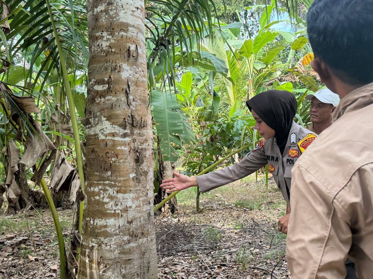 Heboh! Beruang Muncul di Perkebunan Tanggamus, Ada Bekas Cakaran